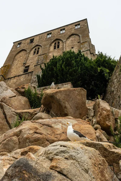 Uma Gaivota Dentro Famosa Abadia Monte Saint Michel Departamento Mancha — Fotografia de Stock