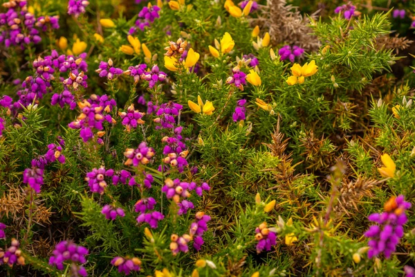 Détail Des Fleurs Violettes Jaunes Été Phare Cap Frehel Est — Photo