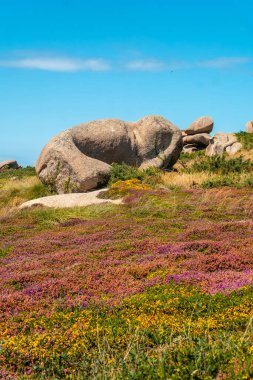 Pembe ve sarı çiçekler deniz feneri boyunca, Ploumanach limanı, Fransa 'nın Cotes-d' Armor bölgesinde, Perros-Guirec kasabasında, Fransa 'nın Brittany şehrinde.