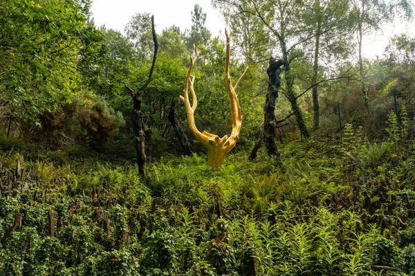 Arbre Dor, Broceliande ormanında, Fransız mistik ormanı Rennes yakınlarındaki Ille et Vilaine bölgesinde yer alıyor. Fransa