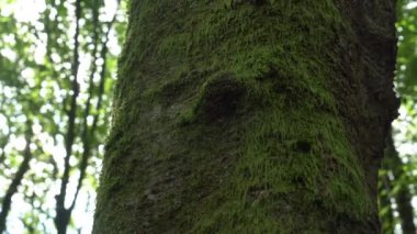 Broceliande Ormanı, Fransız mistik ormanı. Rennes yakınlarındaki Ille-et-Vilaine departmanında. Fransa