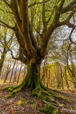 Eski ağaç gövdesi canlı yeşil yosunlarla kaplı, orman zemininde karışık kökler sergiliyor, Bask ülkesinde canlı sonbahar yaprakları ve doğal orman güzellikleri ile çevrili.