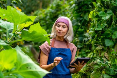 Üst düzey kadın verimli bir organik bahçede önlük giyiyor, modern tarım ve sürdürülebilir tarım uygulamaları için dijital tablet kullanıyor.