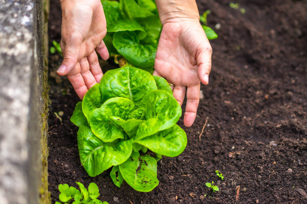 Руки садовника бережно ухаживают за ярким зеленым салатом, уходящим корнями в темную, богатую садовую почву, символизирующую органическое земледелие, здоровое питание и устойчивое сельское хозяйство