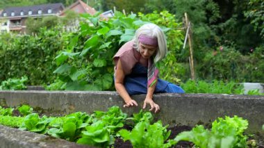 Gri saçlı, mutlu bir şekilde sebze bahçesiyle ilgilenen, yükseltilmiş bir yataktan taze yeşil marul toplayan, sağlıklı ve sürdürülebilir bir yaşam tarzının tadını çıkaran güzel bir son sınıf öğrencisi.