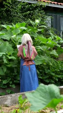 Önlüğü ve not defteriyle kıdemli kadın botanikçi güneşli bir yaz gününde canlı bahçesindeki çeşitli bitki ve çiçekleri dikkatlice inceleyip not alıyor.