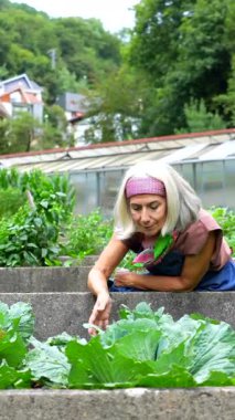 Üst düzey bir kadın organik sebze bahçesiyle ilgilenen önlük giyiyor, güneşli bir yaz günü yükseltilmiş beton yataklarda yetişen taze yeşil lahanayı dikkatle kontrol ediyor.