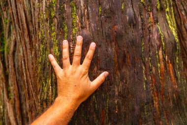 Bir yürüyüşçünün eli açık, dev sedir ağacının kabuğuna dokunuyor. Mount revelstoke Ulusal Parkı 'ndaki sedir ağacı patikası boyunca. İngiliz Kolombiyası.