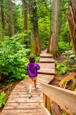 Mor ceketli turist, yeşil yemyeşil yapraklar ve sakin bir ormanda yükselen sedir ağaçlarıyla çevrili ahşap bir sahil yolunda huzurlu bir yürüyüş yapıyor.