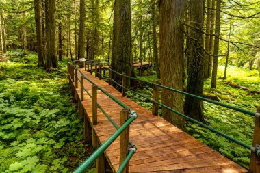 Güneş ışığı yükselen baldıran ağaçlarının arasından süzülür, eğrelti otlarının ve Kanada kayalıklarında yosunların arasında gezinen ahşap bir kaldırımı aydınlatır.
