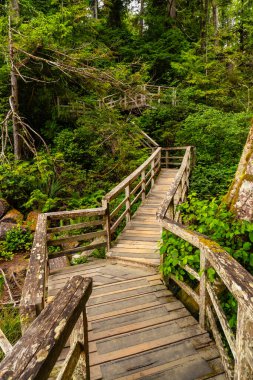 Tofino 'daki yemyeşil, canlı bir yağmur ormanının içinden geçen ahşap yol, doğanın el değmemiş güzelliğinin kalbine huzurlu bir kaçış sağlıyor.