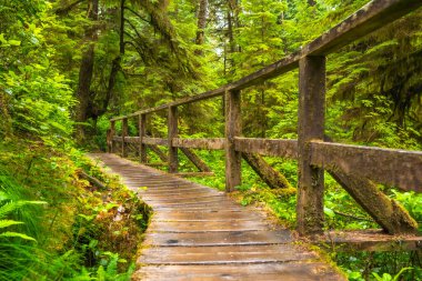 Dolambaçlı ahşap yol, kıvrımlı yeşil yağmur ormanları boyunca kıvrılarak doğanın canlı ekosisteminin güzelliğine huzurlu bir kaçış yaratır.