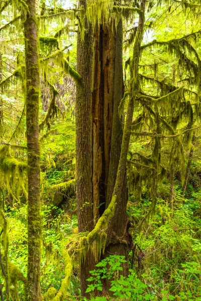 Bereketli yeşil yosunlar yağmur ormanı patikası boyunca ağaçlarda gelişir. Vancouver Adası 'ndaki ucluelet yakınlarında ılıman bir yağmur ormanlarının ekosisteminin canlı güzelliğini gözler önüne serer.