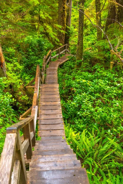 Uluelet 'te, Vancouver Adası' nda, Britanya Kolumbiyası 'nda, Kanada' da canlı bir yağmur ormanının içinden geçen ahşap yürüyüş yolu Pasifik 'in kuzeybatısının doğal güzelliğini ve sükunetini gözler önüne seriyor.