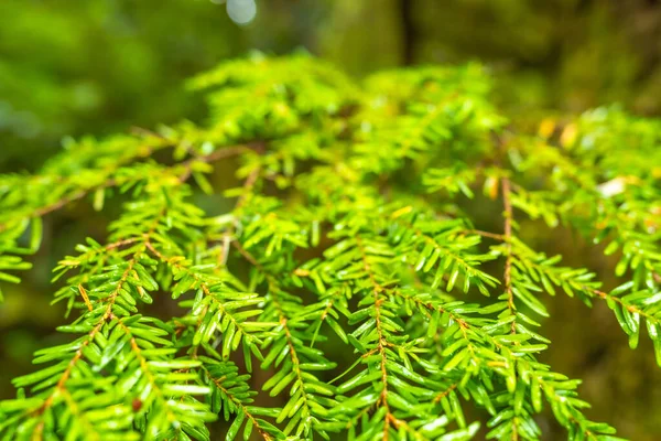 Batı baldıran otu dallarını kapatın. Canlı yeşil iğneler sergiliyorlar. Uluelet, Vancouver Adası, Kanada 'daki yemyeşil yağmur ormanları ekosisteminin özünü yakalıyorlar.