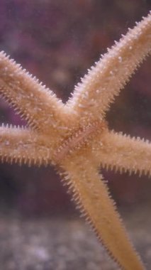 Bir akvaryumun camına bağlıyken kollarını yavaşça hareket ettiren bir denizyıldızının yakın görüntüsü, karmaşık detaylarını ve zarif hareketini büyüleyici bir sualtı sahnesinde sergiliyor.