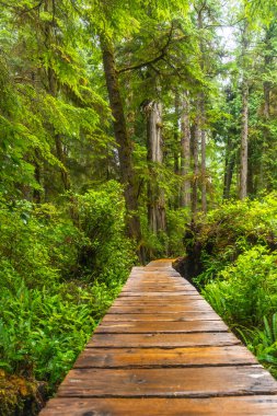 Uluelet 'teki yemyeşil yağmur ormanlarında dolanan tahta kaldırım, İngiliz Kolombiyası, doğanın canlı ekosistemi ve nefes kesici manzarasına barışçıl bir geri çekilme sağlar.