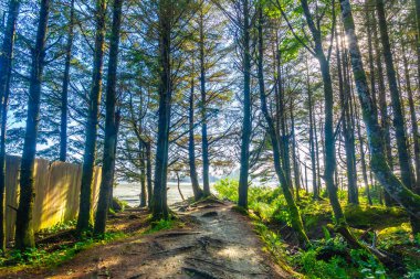 Güneş ışığı yemyeşil bir ormanın içinden süzülüp Tofino, Vancouver Adası 'ndaki sakin bir plaja giden kumlu bir yolu aydınlatarak sakin ve davetkar bir manzara yaratır.