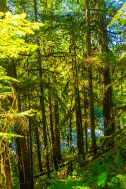 Yoğun orman tepe örtüsünün içinden süzülen güneş ışığı İngiliz nehrinin kıyıları boyunca uzanan yosun kaplı ağaçları ve eğreltiotlarını aydınlatır ve Vancouver Adası 'na düşer.