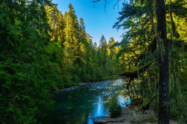 Kanopi boyunca süzülen güneş ışığı İngiliz Nehri 'nin berrak turkuaz sularını aydınlatır. Vancouver Adası' ndaki canlı yeşil bir ormandan nazikçe akar.