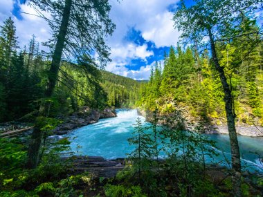 Majestic Overlander Fraser Nehri 'nin canlı turkuaz sularına dökülüyor. Mount Robson eyalet parkındaki yemyeşil ormanlarla çevrili.