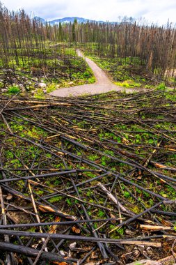 Yanmış bir ormanda yeni yeşil çimenler ve bitkiler büyüyor. Jasper Ulusal Parkı, Alberta 'daki yürüyüş parkında çıkan bir yangından sonra doğanın dayanıklılığını vurguluyorlar.