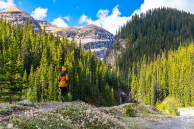 Dağların ve çam ormanlarının nefes kesici manzarasının tadını çıkaran yürüyüşçü, Kanada kayalıkları, Alberta ve Kanada 'daki buzul arazilerindeki şelale patikalarında yürüyor.