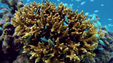 Hint okyanusunun kristal berrak turkuaz suyunda güzel bir staghorn mercan resifinin etrafında yüzen humbug dascyllus ve mavi yeşil kromis de dahil olmak üzere renkli tropikal balıklar.