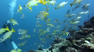 Hint okyanusunun berrak mavi sularında büyük bir balık sürüsü arasında yüzerken canlı bir mercan resifini keşfeden tüplü dalgıç, çarpıcı bir sualtı vahşi yaşam sahnesi.