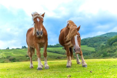 Kahverengi paltolu ve sarı yeleli vahşi atlar, parlak mavi gökyüzünün altında, Cantabrian dağlarının bir parçası olan Jaizkibel Dağı 'nın canlı yeşil otlaklarında özgürce otluyorlar.