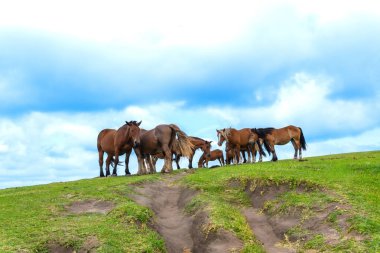 Kahverengi at sürüsü yumuşak bulutların altında yeşil bir tepede otluyor, gün ışığında sakin kırsal bir bölgede özgürlük ve doğal güzelliği çağrıştırıyor.