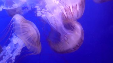 Bir grup şeffaf mor çizgili denizanası zarif bir şekilde yüzüyor ve akvaryumun koyu mavi sularında ilerliyorlar. Akvaryumdaki uzun dokunaçları akıntıda arkalarında ilerliyorlar.