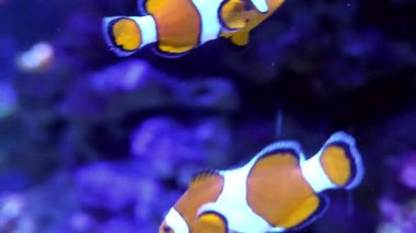 Canlı Osellaris palyaço balığı, amfiprion ocellaris, büyük bir tuzlu su akvaryumunda huzur içinde yüzüyor, derin mavi bir arka planı var, güzel turuncu ve beyaz çizgilerini sergiliyor.