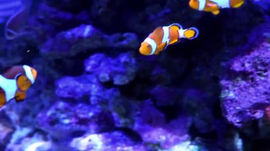 Büyük bir akvaryumda zarif bir şekilde yüzen parlak renkli oküllaris palyaçolar, deniz yaşamının canlı güzelliğini ve güzel mavi arka planlı sağlıklı bir mercan resifi ekosistemini gözler önüne seriyor.