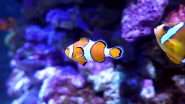 Güzel turuncu palyaço balığı canlı mercan resifleri olan büyük mavi bir akvaryumda huzur içinde yüzüyor. Deniz yaşamı ve egzotik tropikal balıklar rahatlatıcı bir sualtı sahnesi yaratıyor.