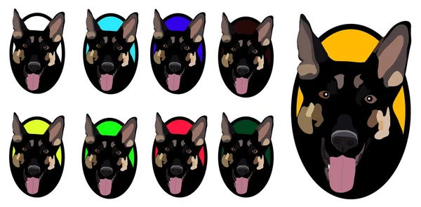 Ringdeki köpek