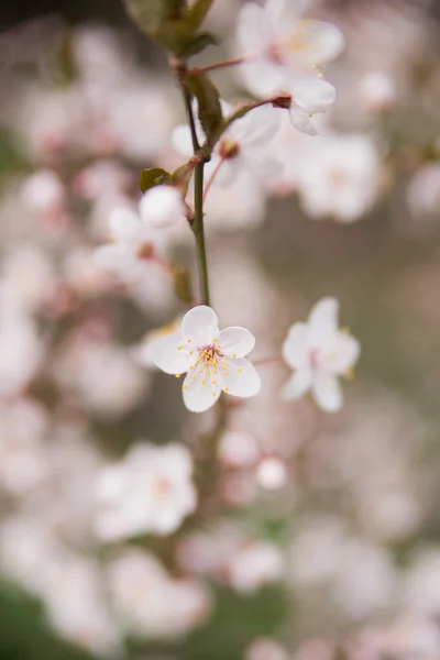 Krása jara — Stock fotografie