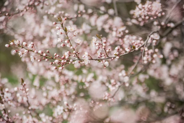 La belleza de la primavera —  Fotos de Stock