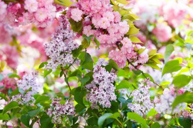 Nisan 'da kiraz çiçeği