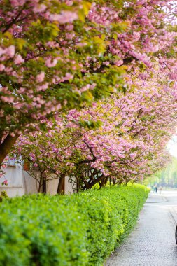 Nisan 'da kiraz çiçeği