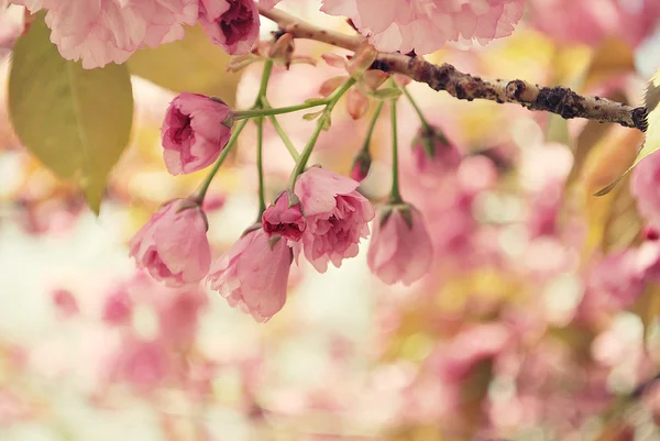Nisan 'da kiraz çiçeği