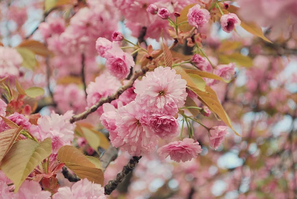 Třešňový květ v dubnu — Stock fotografie