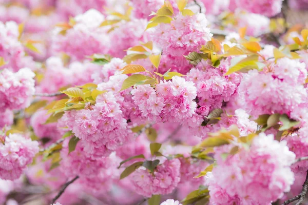 Třešňový květ v dubnu — Stock fotografie