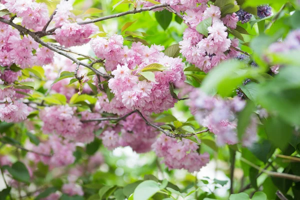 Flor de cerezo en abril —  Fotos de Stock