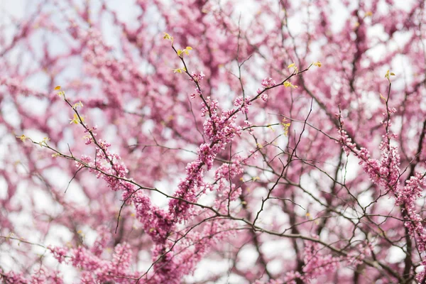 Flor de cerezo en abril —  Fotos de Stock