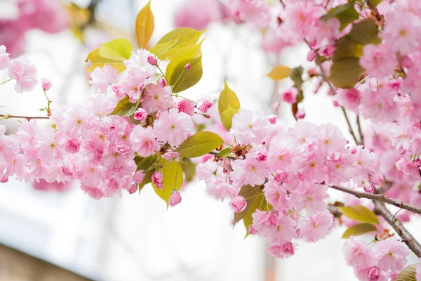 Nisan 'da kiraz çiçeği