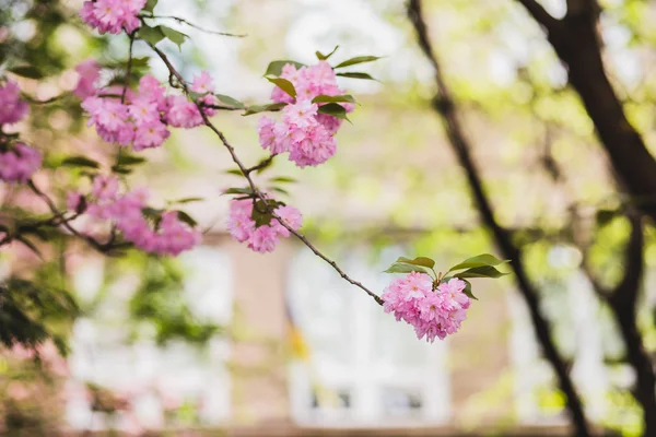 Nisan 'da kiraz çiçeği