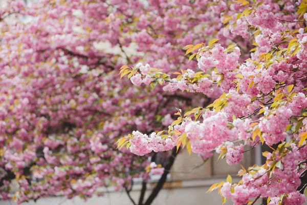 Nisan 'da kiraz çiçeği