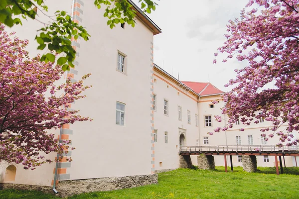 Třešňový květ v dubnu — Stock fotografie