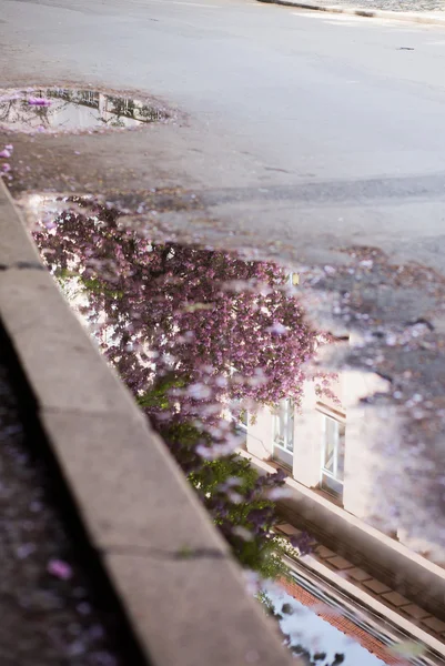 Nisan 'da kiraz çiçeği